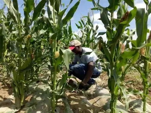 全生物降解地膜并不环保